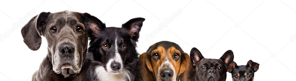 five different size dogs isolated on a white background