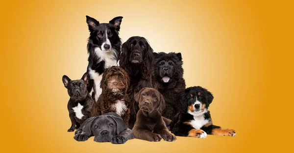 Група Восьми Собак Перед Жовтим Градієнтним Фоном — стокове фото