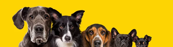 Ять Собак Різних Розмірів Ізольовані Жовтому Фоні — стокове фото