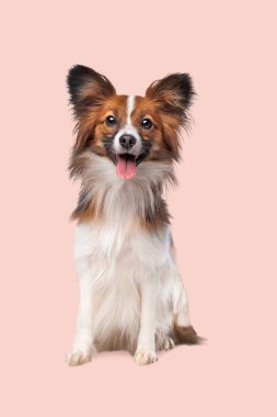 Papillon ya da Kelebek Köpek Yumuşak pembe bir arka planda