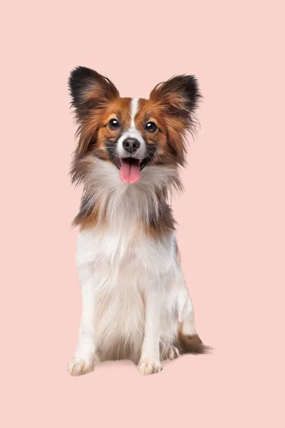 Papillon Kelebek Köpek Yumuşak Pembe Bir Arka Planda Telifsiz Stok Fotoğraflar