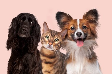 iki köpek ve bir kedi pembe bir arka planın önünde