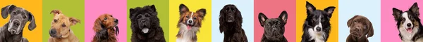多色の明るい背景に10種類の犬の品種のコラージュ 犬の感情 販売の概念 ヘッダー バナー チラシ ストックフォト