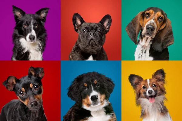 Farklı Köpek Türlerinin Portre Koleksiyonu — Stok fotoğraf