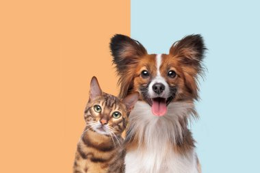 Moda ikilisinin arka planında kameraya bakan kedi ve köpeğin portresi