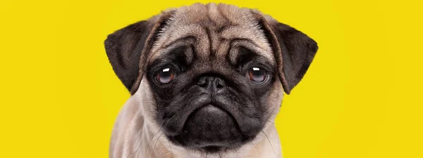 可愛いです子犬犬パグ品種ともに悲しいと深刻な顔上の明るい黄色の背景 ストックフォト