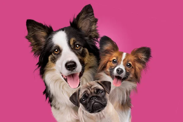 Portrait Three Dogs Front Pink Background Royalty Free Stock Images