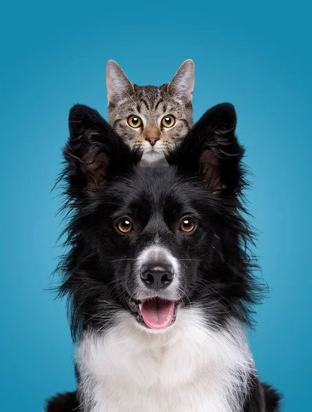 Border Collie Dog Portrait Hiding Cat Front Blue Background Stock Photo