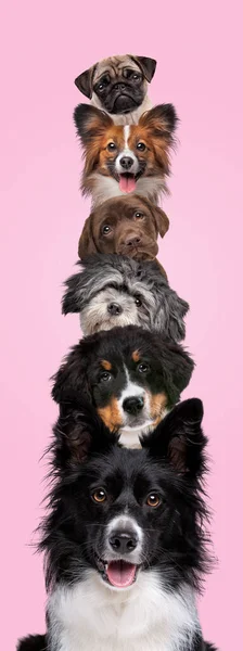 六只狗的肖像 垂直地堆在粉红色的背景上 相互隔离 免版税图库照片