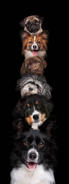 六只狗的肖像 垂直地堆积在一个黑色背景上 图库图片