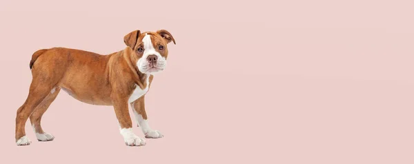 Bedårande Bulldog Valp Hund Står Framför Mjuk Rosa Pastell Bakgrund — Stockfoto