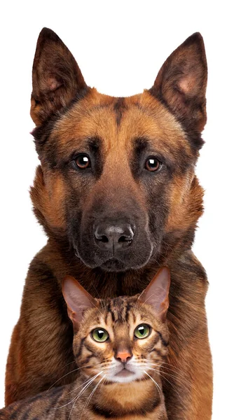 Belgian Shepherd Dog Tabby Cat Portrait Looking Camera Isolated White Royalty Free Stock Photos