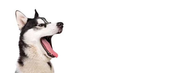面白いYawning若いハスキー犬 白いスタジオの背景 犬の感情の概念 ロイヤリティフリーのストック画像
