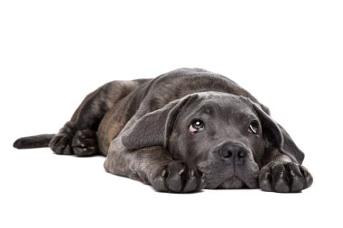 gri cane corso köpek yavrusu