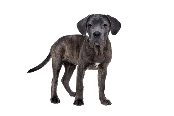 Cane cucciolo corso di canna grigio — Foto Stock