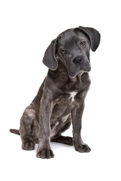 Szary cane corso szczeniak pies — Zdjęcie stockowe