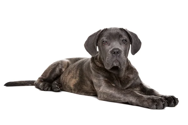 Gri cane corso köpek yavrusu — Stok fotoğraf