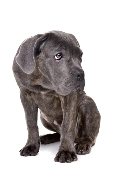 Grey cane corso puppy dog — Stock Photo, Image