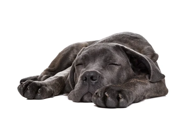 Grijze cane corso puppy hondje — Stockfoto