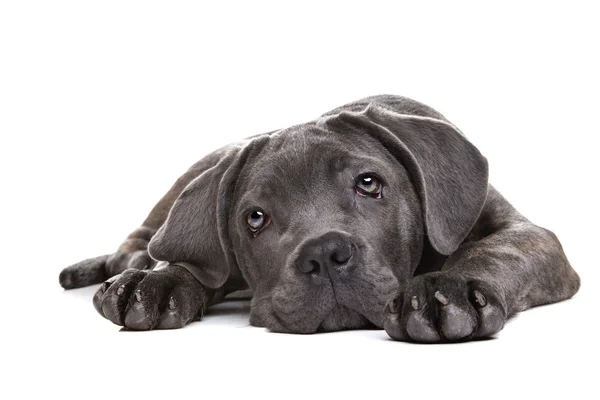 Grijze cane corso puppy hondje — Stockfoto