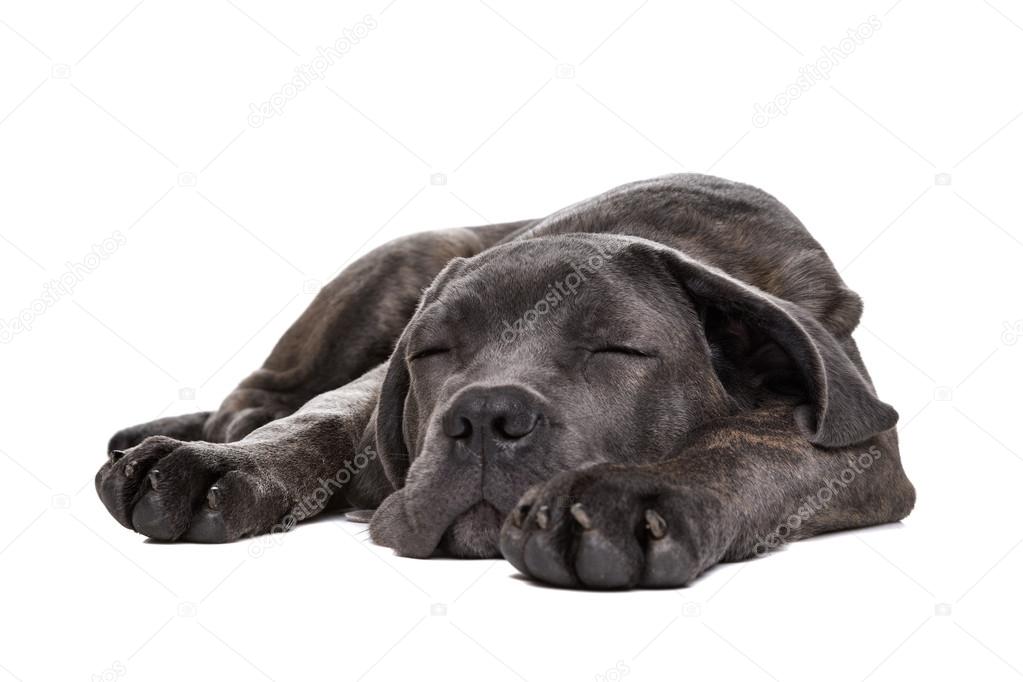 Grey Cane Corso Puppy Dog Stock Photo Eriklam 59092795