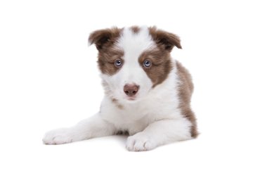 Sınır Collie köpeği