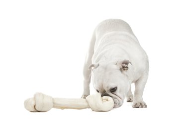İngilizce Bulldog