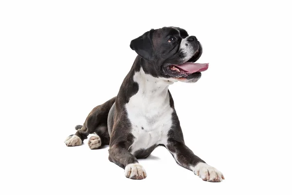 Boxer dog — Stock Photo, Image