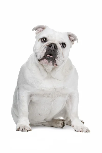 Engelse Bulldog — Stockfoto