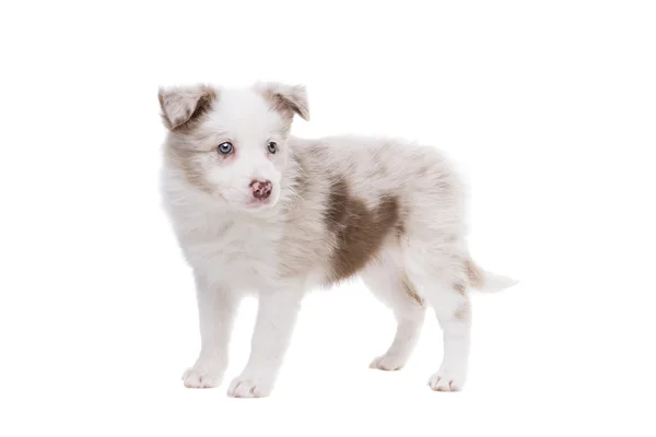 Border Collie puppy dog — Stock Photo, Image