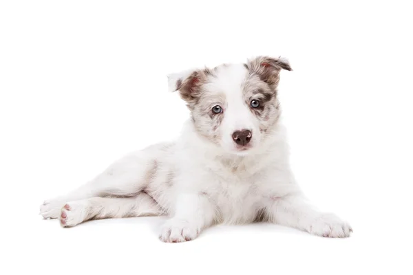 Fronteira collie cachorro cão — Fotografia de Stock