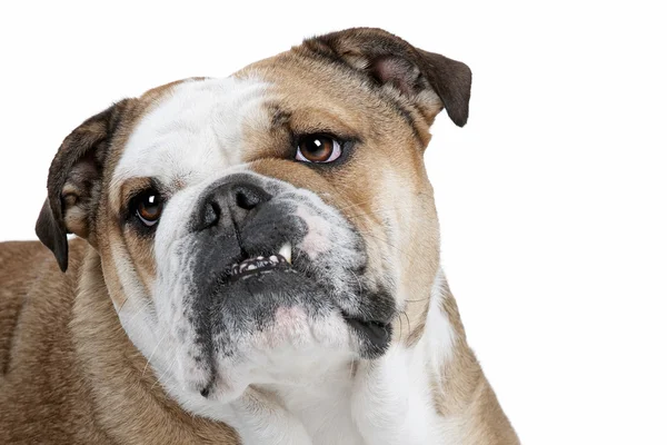 Bulldog inglese — Foto Stock