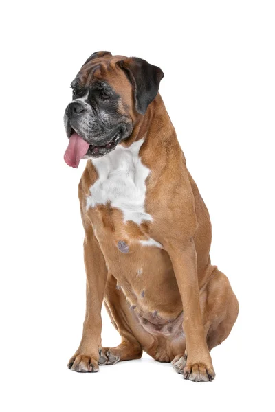 Brauner Boxer — Stockfoto