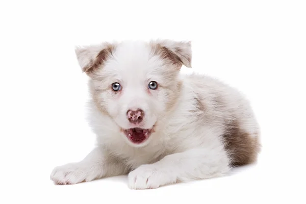 Fronteira collie cachorro cão — Fotografia de Stock