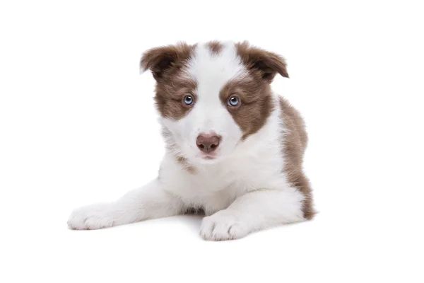 Border szczeniak Collie — Zdjęcie stockowe