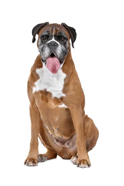 Brauner Boxer — Stockfoto