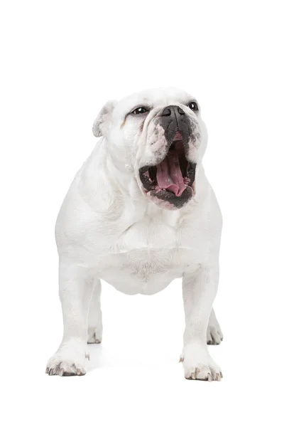 Bulldog inglese — Foto Stock