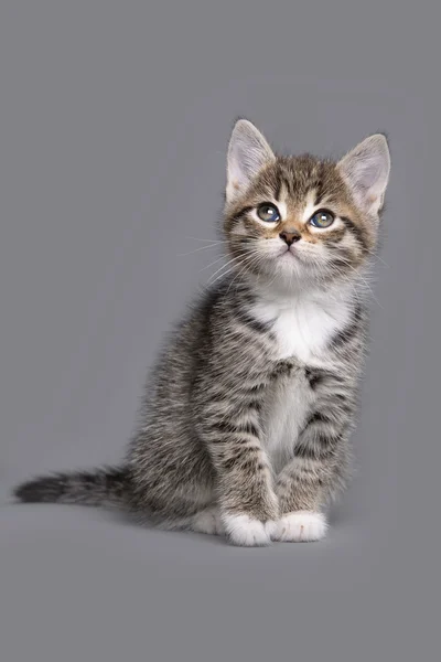 Little kitten — Stock Photo, Image