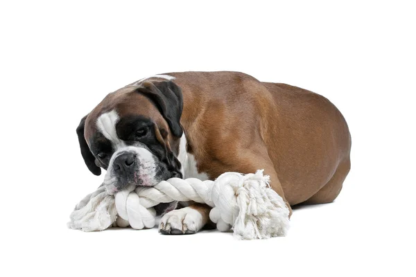 Old boxer dog — Stock Photo, Image