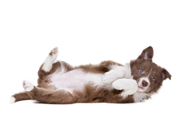 Border Collie Welpe — Stockfoto