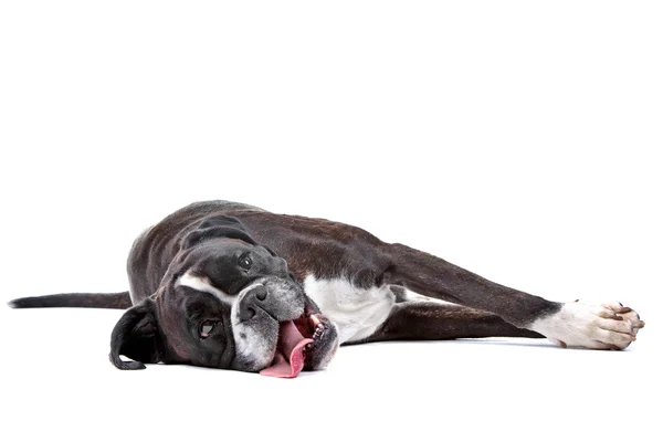 Old boxer dog — Stock Photo, Image