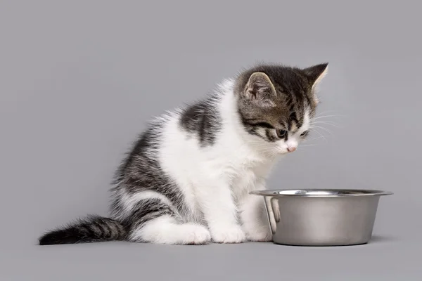 Pequeño gatito — Foto de Stock