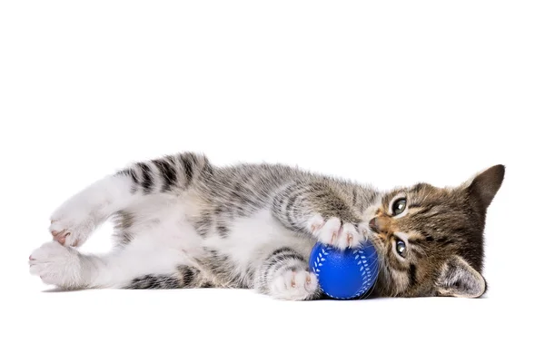 Kattunge leker med boll — Stockfoto