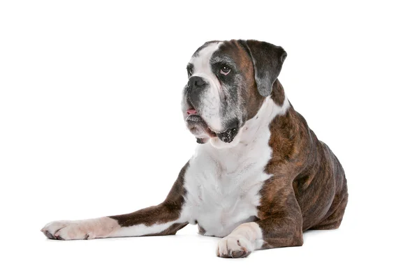 Old boxer dog — Stock Photo, Image