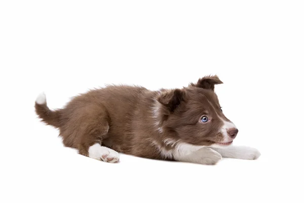 Grens Collie puppy — Stockfoto