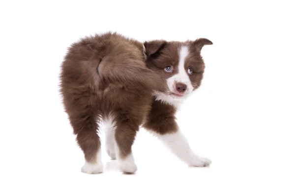 Border Collie cucciolo — Foto Stock