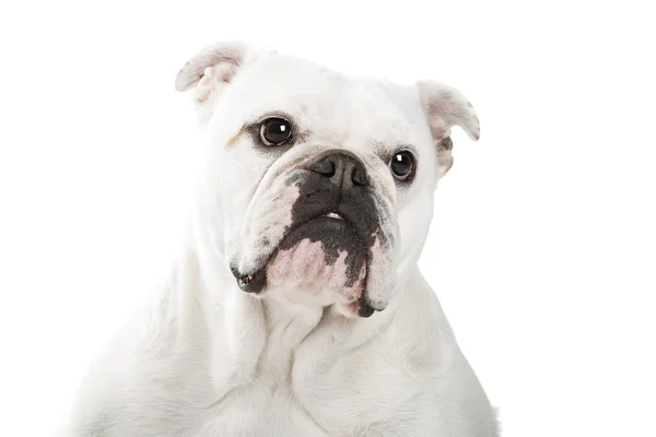 İngilizce Bulldog — Stok fotoğraf