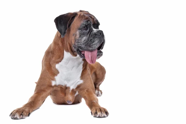 Oude boxer hond — Stockfoto