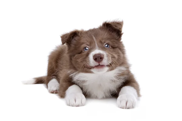 Border Collie puppy — Stock Photo, Image