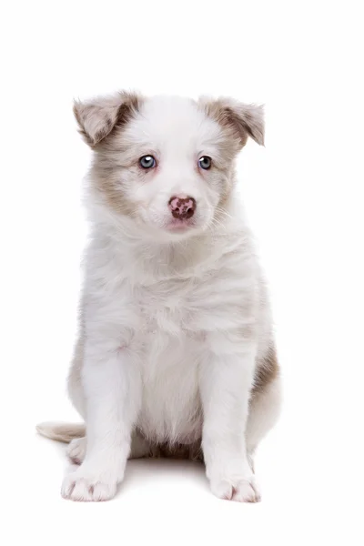 Border Collie cucciolo di cane — Foto Stock